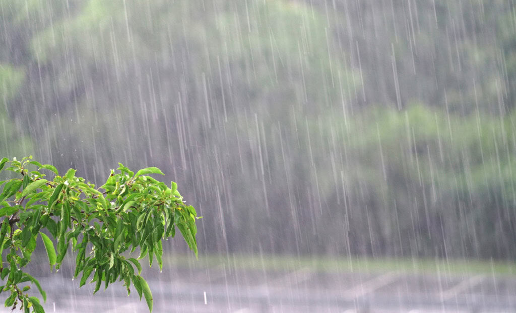 árvore sob chuva forte