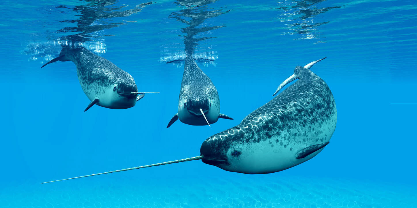 Unicórnio do mar: cientistas desvendam mistério do chifre do narval, a única presa reta da natureza - que pode chegar a 3 metros de comprimento