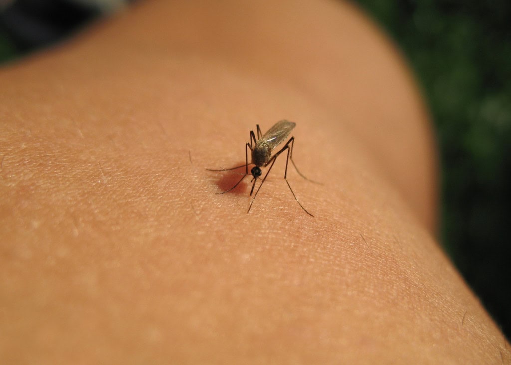 O caso mais grave envolveu tentativas de usar o chatbot Claude para gerar mutações nocivas no vírus chikungunya. – Imagem: martinatobolova/iStock