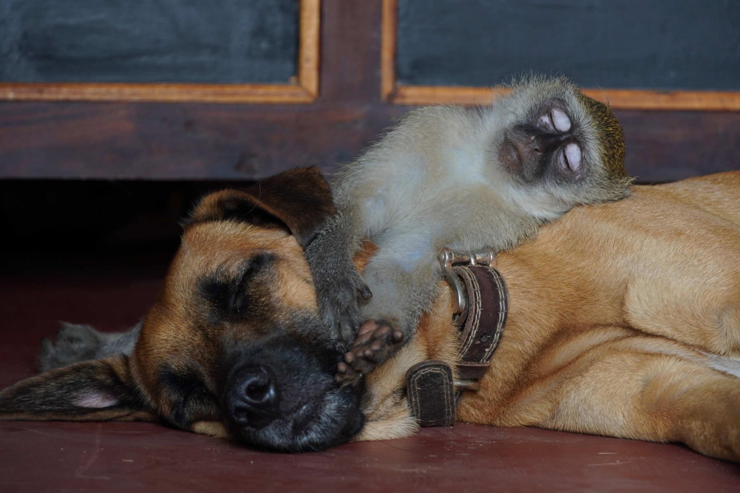 Macacos e outros primatas criam vínculos com animais de outras espécies?