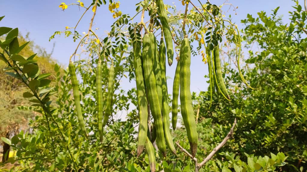 Vagens de Moringa oleifera, vagens da árvore moringa nos galhos