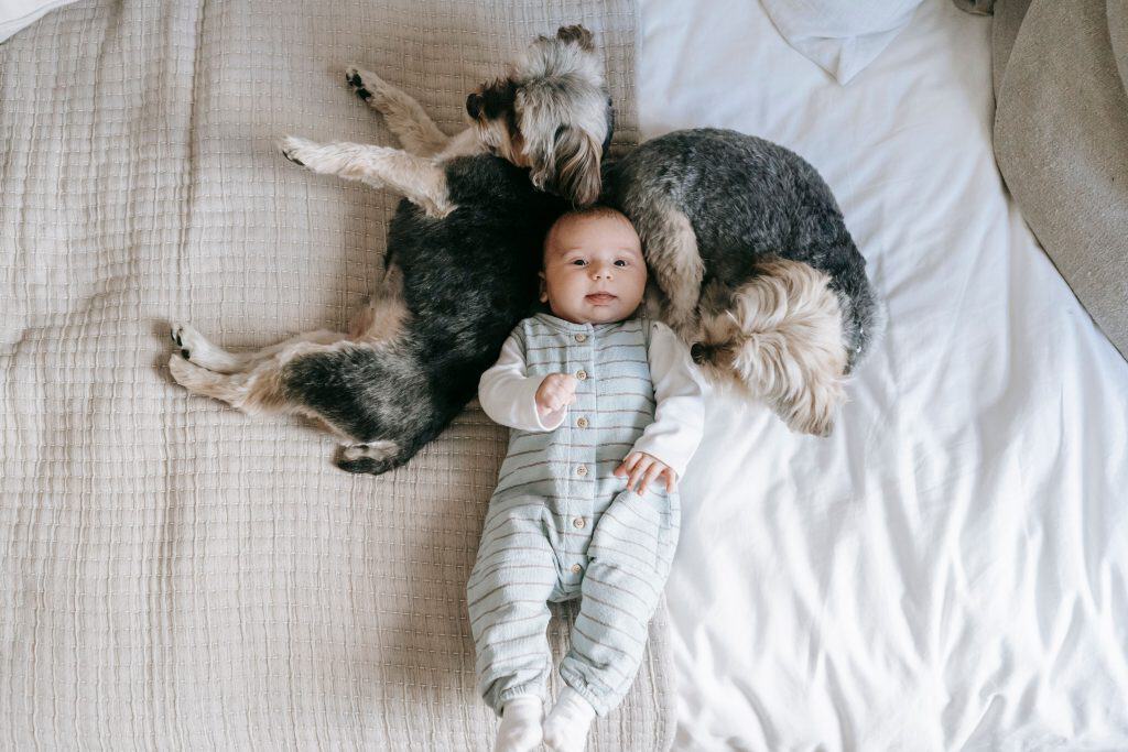 Diferentemente dos bebês, pets não recebem o mesmo nível de articulação dos sons. (Imagem: Sarah Chai/Pexels)