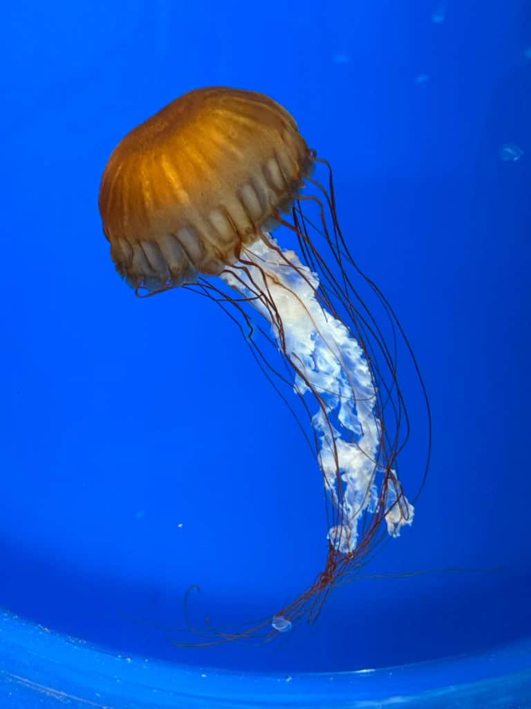 Medusa (Turritopsis dohrnii) em aquário

