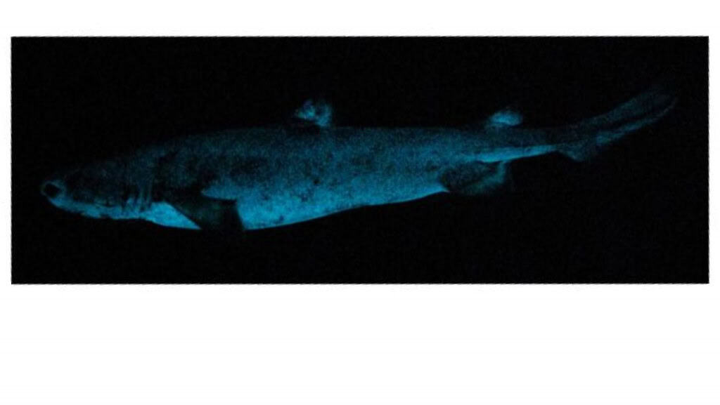 Tubarão kitefin visto de lado, brilhando no escuro – (Crédito: Claes et al., iScience, 2026)