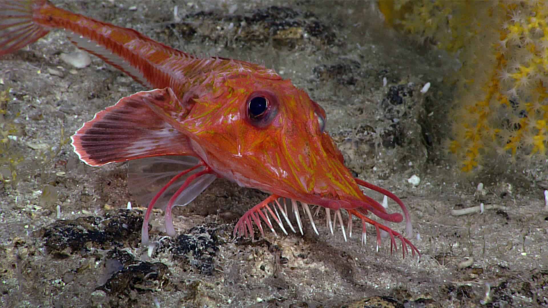 Inédito: cientistas filmam peixe que anda de costas no fundo do oceano
