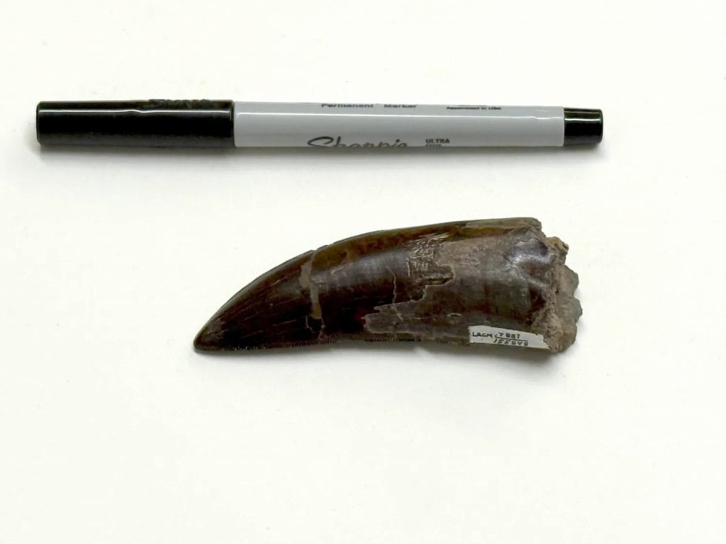 Dentes fossilizados do dinossauro foram determinantes – Imagem: UCLA