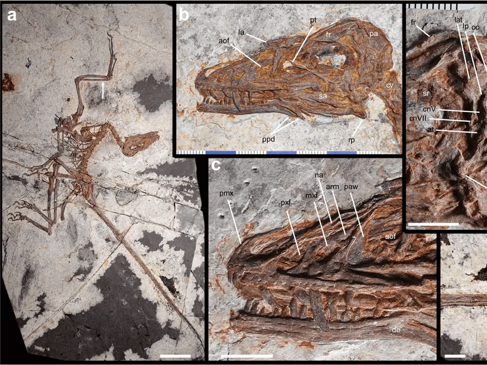 Fóssil de Norellraptor barsboldi