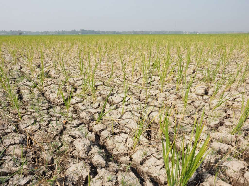 Secas, enchentes e calor extremo estão entre os riscos associados às mudanças provocadas por um El Niño muito forte. – Imagem: Kevin Herbian/Shutterstock