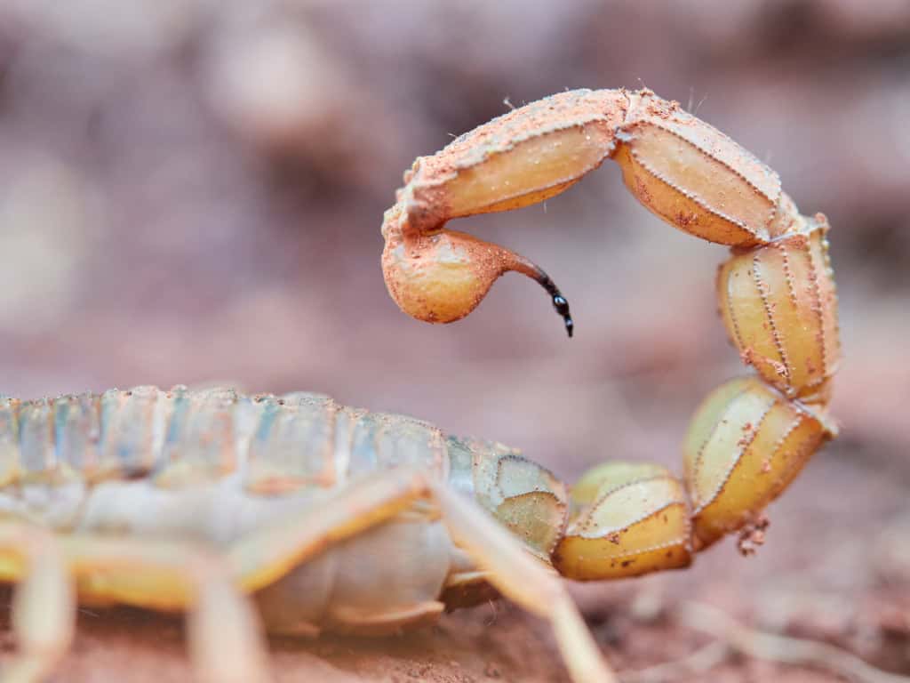 Escorpião amarelo