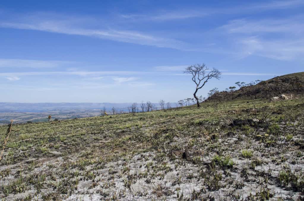 Vegetação e árvore queimadas no Parque Nacional da Serra da Canastra. Minas Gerais, Brasil.