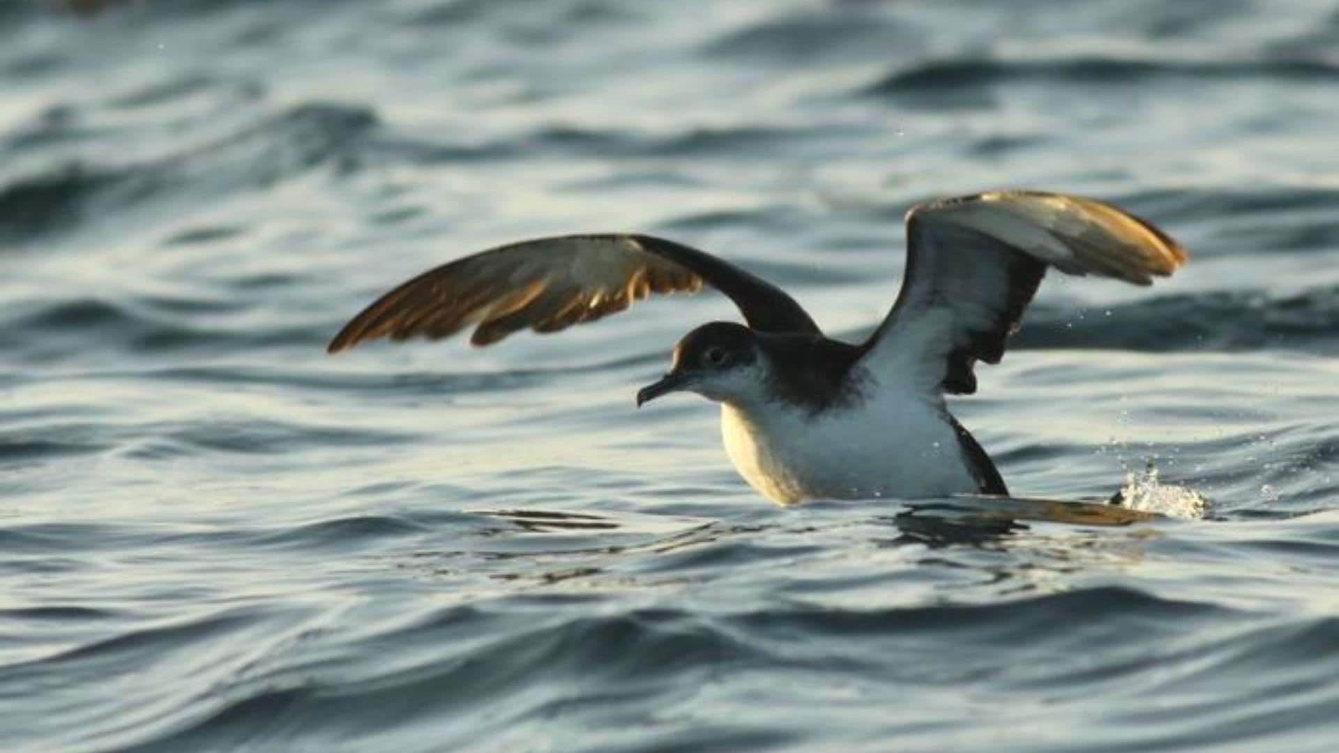Jet lag? Viagens longas bagunçam relógio biológico de aves, revela pesquisa