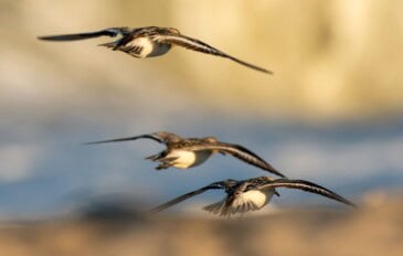Grupo de aves voando