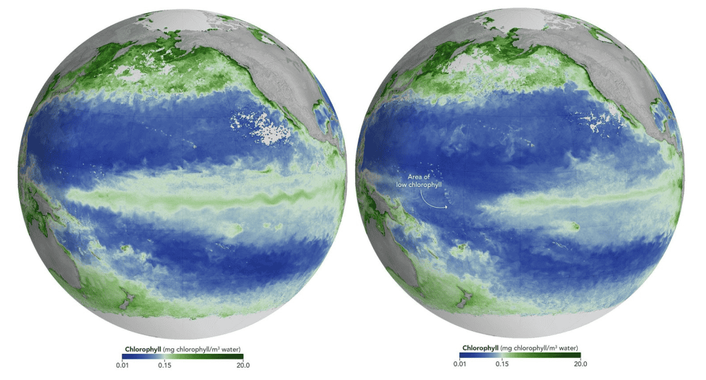 Comparação das concentrações médias mensais de clorofila no Oceano Pacífico equatorial em junho de 2025 (à esquerda) e junho de 2026 (à direita), mostrando áreas com menor concentração durante o El Niño.