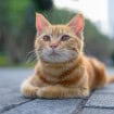 Gato de pelagem laranja deitado sobre um piso de pedras, com olhos amarelados e vegetação desfocada ao fundo
