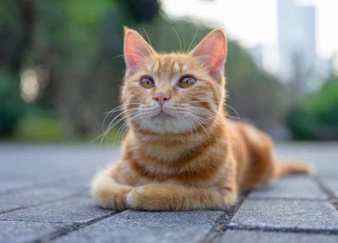 Cientistas descobrem o segredo genético dos gatos laranjas