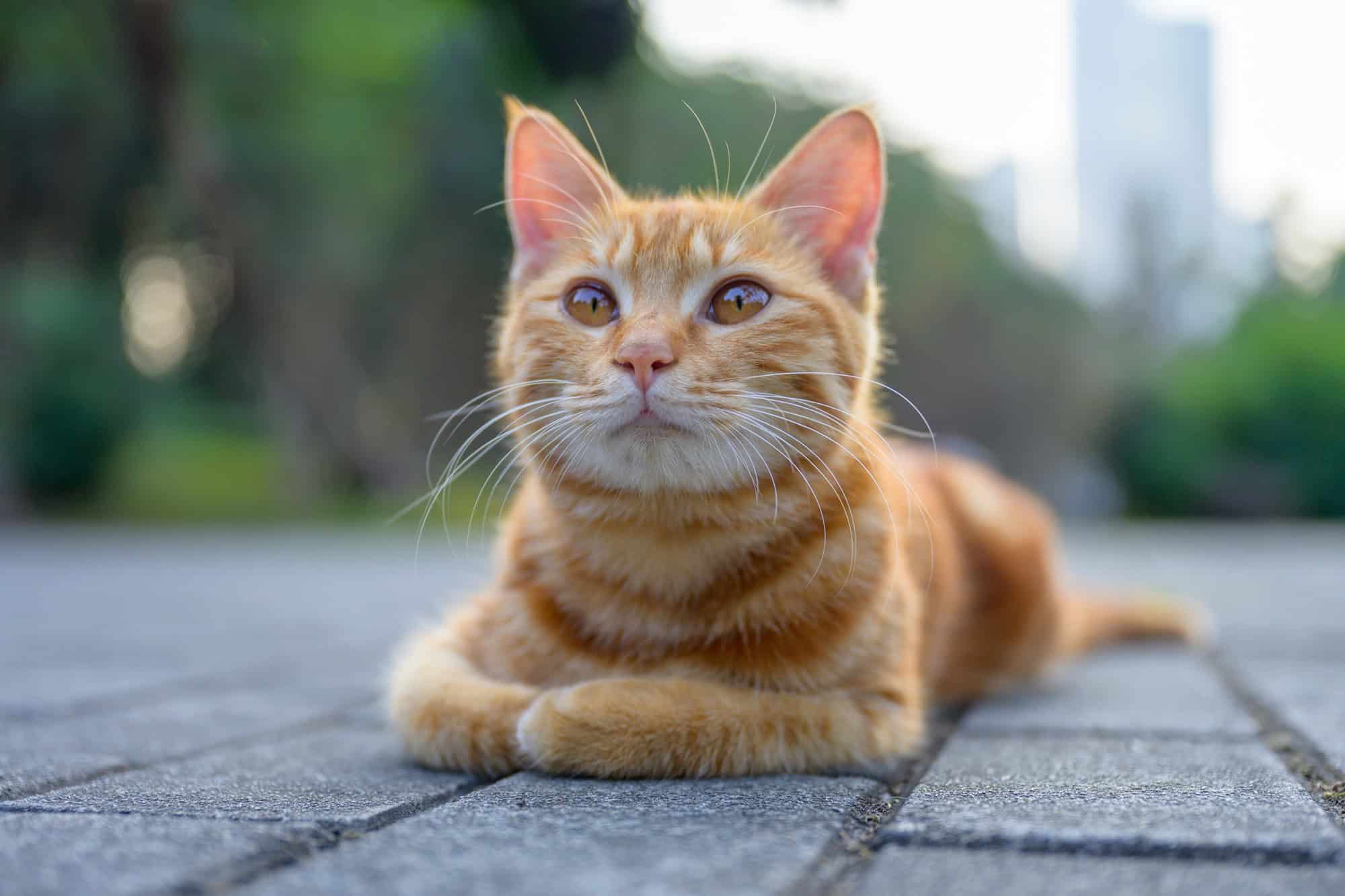 Cientistas descobrem segredo genético da pelagem laranja em gatos