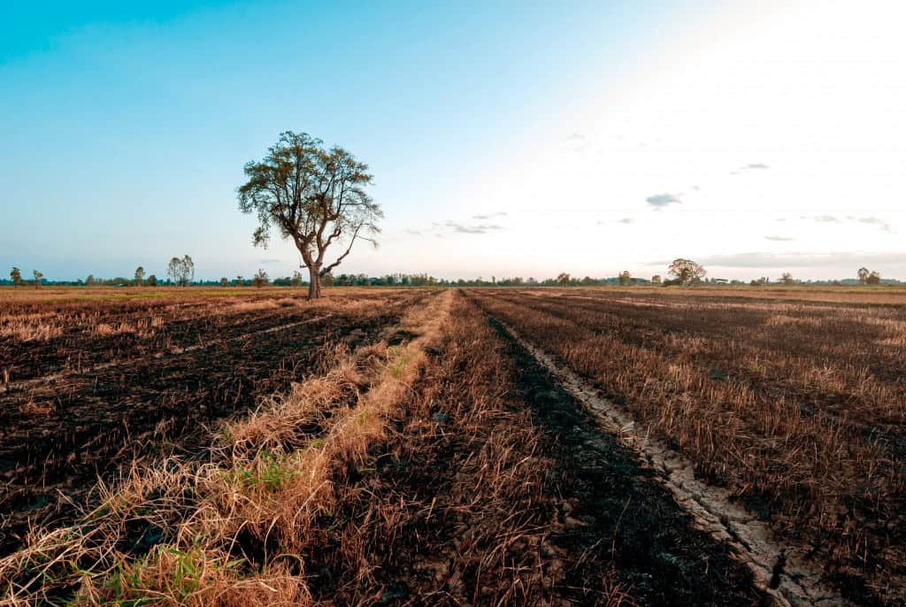 As árvores soltam suas folhas, a palha de arroz é queimada, a seca chega - essas são as causas do efeito estufa, El Niño e La Niña.